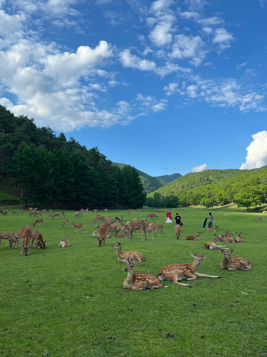 这里不是国外，而是黑龙江的伊春市附旅游攻略